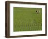 Share-Cropper Tending Rice in Paddyfield, Parganas District, West Bengal State, India, Asia-Duncan Maxwell-Framed Photographic Print