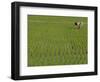 Share-Cropper Tending Rice in Paddyfield, Parganas District, West Bengal State, India, Asia-Duncan Maxwell-Framed Photographic Print