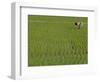 Share-Cropper Tending Rice in Paddyfield, Parganas District, West Bengal State, India, Asia-Duncan Maxwell-Framed Photographic Print