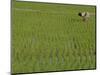 Share-Cropper Tending Rice in Paddyfield, Parganas District, West Bengal State, India, Asia-Duncan Maxwell-Mounted Photographic Print