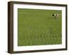 Share-Cropper Tending Rice in Paddyfield, Parganas District, West Bengal State, India, Asia-Duncan Maxwell-Framed Photographic Print