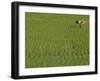 Share-Cropper Tending Rice in Paddyfield, Parganas District, West Bengal State, India, Asia-Duncan Maxwell-Framed Photographic Print