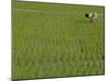 Share-Cropper Tending Rice in Paddyfield, Parganas District, West Bengal State, India, Asia-Duncan Maxwell-Mounted Photographic Print