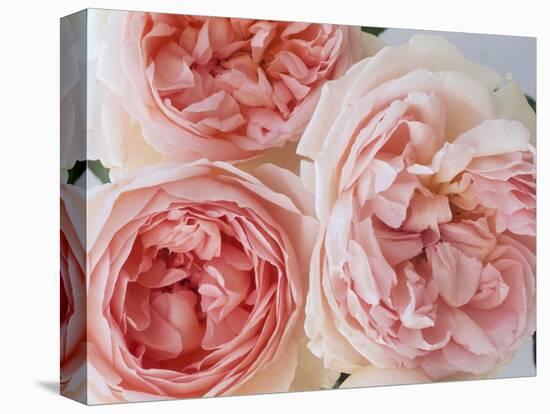 Sharifa Roses-Clay Perry-Stretched Canvas