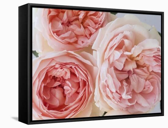 Sharifa Roses-Clay Perry-Framed Stretched Canvas