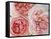 Sharifa Roses-Clay Perry-Framed Stretched Canvas