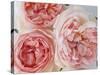 Sharifa Roses-Clay Perry-Stretched Canvas