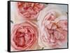 Sharifa Roses-Clay Perry-Framed Stretched Canvas