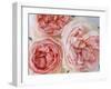 Sharifa Roses-Clay Perry-Framed Premium Photographic Print