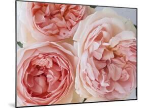 Sharifa Roses-Clay Perry-Mounted Premium Photographic Print