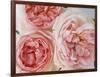 Sharifa Roses-Clay Perry-Framed Photographic Print