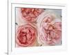 Sharifa Roses-Clay Perry-Framed Photographic Print