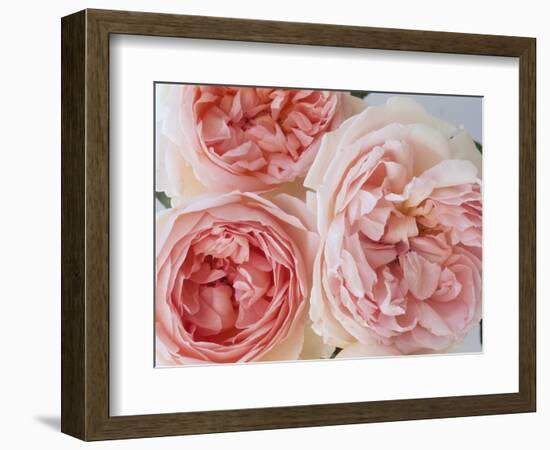 Sharifa Roses-Clay Perry-Framed Photographic Print