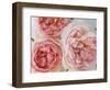 Sharifa Roses-Clay Perry-Framed Photographic Print