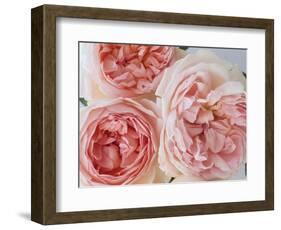 Sharifa Roses-Clay Perry-Framed Photographic Print