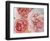 Sharifa Roses-Clay Perry-Framed Photographic Print