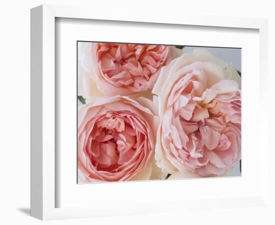 Sharifa Roses-Clay Perry-Framed Photographic Print