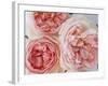 Sharifa Roses-Clay Perry-Framed Photographic Print