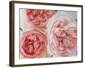 Sharifa Roses-Clay Perry-Framed Photographic Print