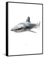 Shark 1-Alexis Marcou-Framed Stretched Canvas