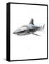 Shark 1-Alexis Marcou-Framed Stretched Canvas