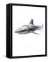 Shark 1-Alexis Marcou-Framed Stretched Canvas