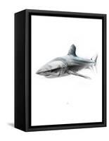 Shark 1-Alexis Marcou-Framed Stretched Canvas