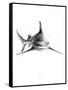 Shark 2-Alexis Marcou-Framed Stretched Canvas