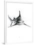 Shark 2-Alexis Marcou-Framed Premium Giclee Print