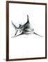 Shark 2-Alexis Marcou-Framed Premium Giclee Print