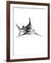 Shark 2-Alexis Marcou-Framed Art Print