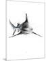 Shark 2-Alexis Marcou-Mounted Art Print