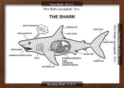 Shark Anatomy Diagram' Print | AllPosters.com