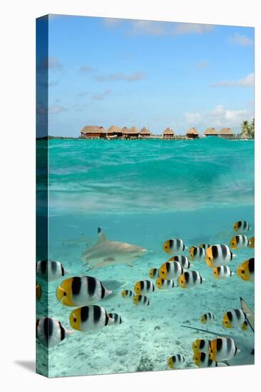 Shark and Butterfly Fish at Bora Bora-pljvv-Stretched Canvas