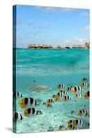 Shark and Butterfly Fish at Bora Bora-pljvv-Stretched Canvas