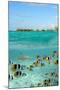 Shark and Butterfly Fish at Bora Bora-pljvv-Mounted Photographic Print