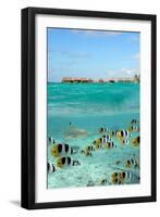 Shark and Butterfly Fish at Bora Bora-pljvv-Framed Photographic Print