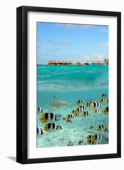 Shark and Butterfly Fish at Bora Bora-pljvv-Framed Photographic Print