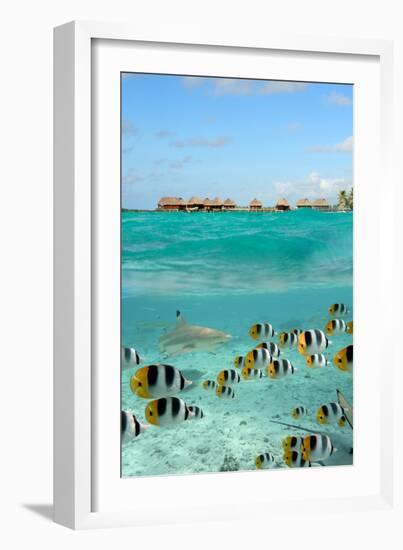 Shark and Butterfly Fish at Bora Bora-pljvv-Framed Photographic Print