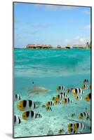 Shark and Butterfly Fish at Bora Bora-pljvv-Mounted Photographic Print