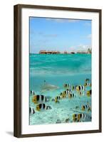 Shark and Butterfly Fish at Bora Bora-pljvv-Framed Photographic Print
