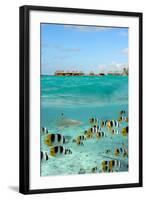 Shark and Butterfly Fish at Bora Bora-pljvv-Framed Photographic Print