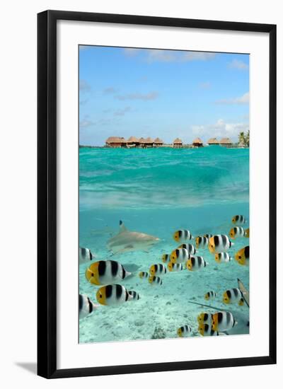 Shark and Butterfly Fish at Bora Bora-pljvv-Framed Photographic Print