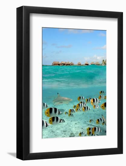 Shark and Butterfly Fish at Bora Bora-pljvv-Framed Photographic Print