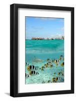 Shark and Butterfly Fish at Bora Bora-pljvv-Framed Photographic Print