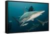 Shark and Remora, Shark Dive, Umkomaas, KwaZulu-Natal, South Africa-Pete Oxford-Framed Stretched Canvas