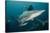 Shark and Remora, Shark Dive, Umkomaas, KwaZulu-Natal, South Africa-Pete Oxford-Stretched Canvas