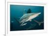 Shark and Remora, Shark Dive, Umkomaas, KwaZulu-Natal, South Africa-Pete Oxford-Framed Photographic Print