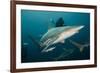 Shark and Remora, Shark Dive, Umkomaas, KwaZulu-Natal, South Africa-Pete Oxford-Framed Photographic Print