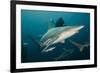 Shark and Remora, Shark Dive, Umkomaas, KwaZulu-Natal, South Africa-Pete Oxford-Framed Photographic Print